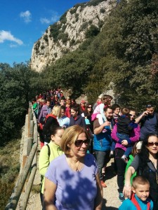 Abracem Queralt 7