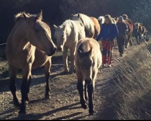 Miranda. Trashumancia Cavalls 1