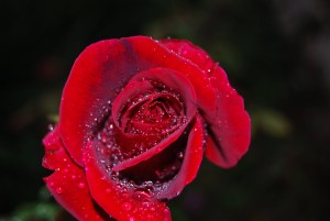 rosa e. ribera