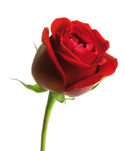 rosa hist