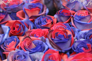 roses blaugrana