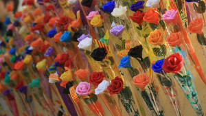 roses colors ycom cat