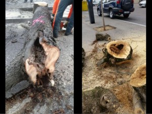 campanya-de-plantaci-darbrat-2017-berga-10-638