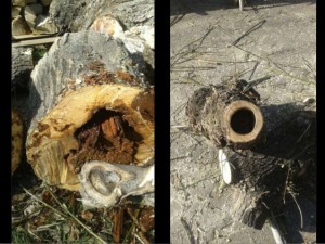 campanya-de-plantaci-darbrat-2017-berga-11-638 (1)