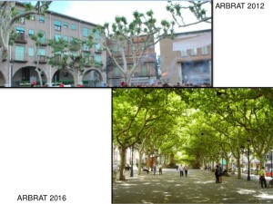 campanya-de-plantaci-darbrat-2017-berga-14-638