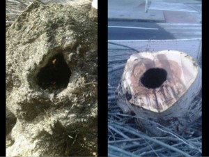 campanya-de-plantaci-darbrat-2017-berga-6-638