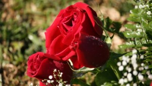 Los-tipos-de-rosas-mas-comunes-1
