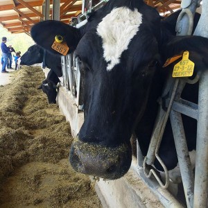 benvinguts a pagès 1