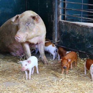 benvinguts a pagès 3