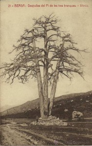 Pi tres branques HUCH i GUIXER