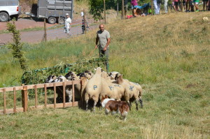 CONCURS GOSSOS 2016 (121)