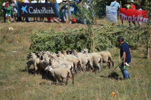 CONCURS GOSSOS 2016 (132)