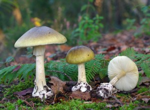 Amanita-phalloides-jordi-rius.jpg_806951667