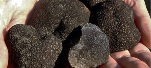 firatofonaelquerolvell