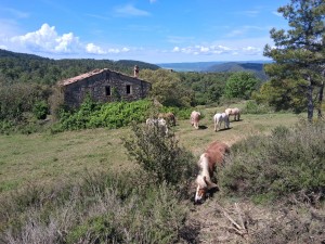 Francesc Flores Finca la Miranda DIBA 2025 CAVALLS PASTURANT2