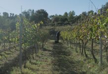 Neix BROC, la nova fira de vi, gastronomia i territori del Berguedà