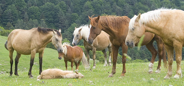 Miranda. Trashumancia Cavalls